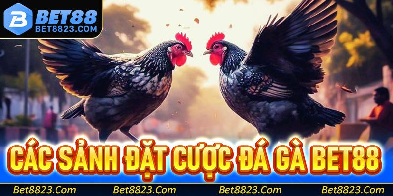 Các sảnh đặt cược đá gà Bet88 siêu hấp dẫn trên thị trường 